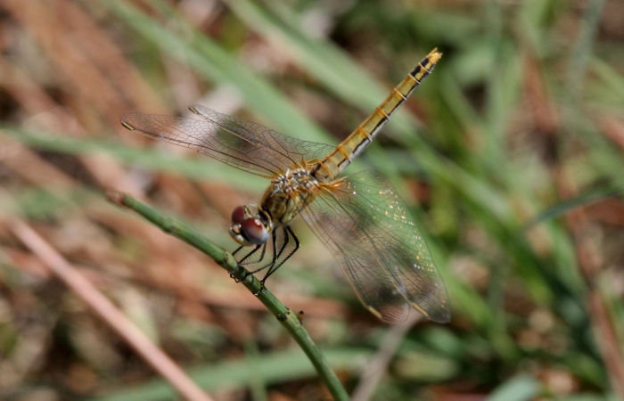 Sympetrum fonscolombii